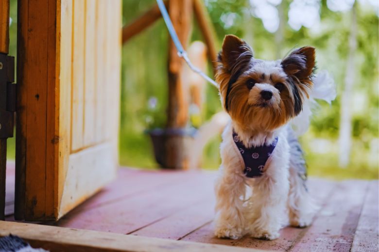 4 Pet-Friendly Cabins Where Fido Gets Treated Like Family